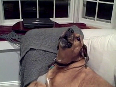 Thursday's Funny Video: Sing It, Coopy!