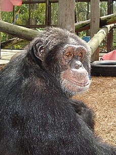 Whatever Happened to Michael Jackson's Chimp Bubbles?