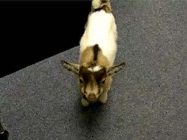 Wednesday's Funny Video: Bring Your Pygmy Goat to Work Day!
