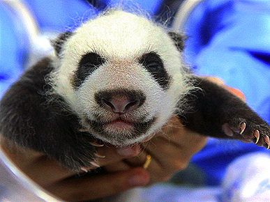 Friday's Funny Video: Baby Panda Slip & Slide
