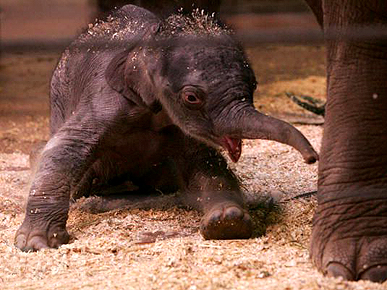 new born elephant