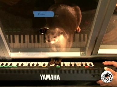 Wednesday's Funny Video: Play It Again, Dua!