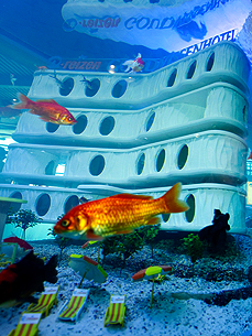 Hotel For ... Fish? Airport Inn Caters to Guests With Gills