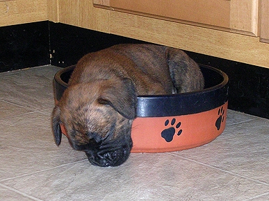 Animal 'D'oh!': Buster Falls Asleep in His Food Dish
