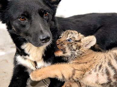 Lions and Tigers and ... Dogs? Stray Pooch Nurses Rejected Cubs