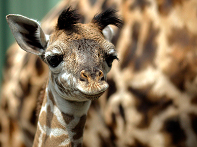 Special Delivery! Miracle Baby Giraffe Born at Boston Zoo