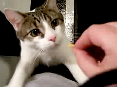 Tuesday's Funny Video: Boris Wants His Treats – Now!
