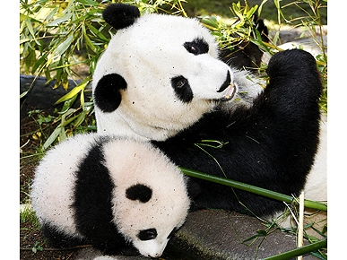 Bai Yun the Panda Resting After Giving Birth to New Cub