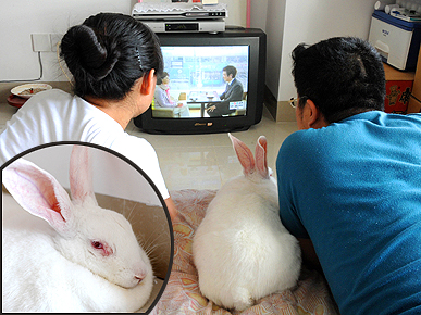 TV-Watching Bunny Loves Her Soap Operas!