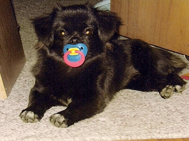 Caption Contest: What Is This Pacified Pup Saying?