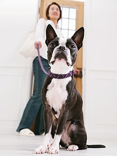 Petiquette: How to Handle an Uninvited Pooch at Your Dinner Party?