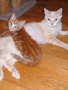 Foster Families Helping to Take Burden Off Animal Shelters