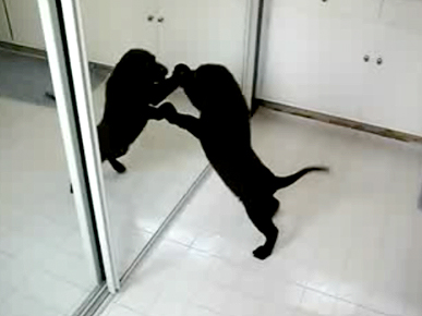 Tuesday's Funny Video: Puppy vs. Mirror