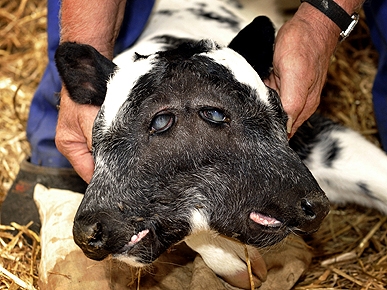 Holy Cow! Calf Born With Two Heads in Belgium