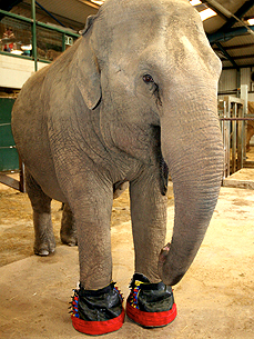 A Four-Ton Elephant With Sore Feet Gets Some Comfy Slippers