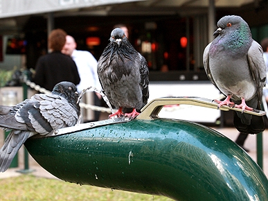 Brainy Birds! Pigeons Use Teamwork to Get Drink from Fountain