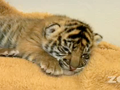 Friday's Funny Video: Tiger Cub's Squeaky Hello