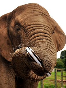 Really Heavy Metal! Harmonica-Playing Elephants Strike Up a Tune