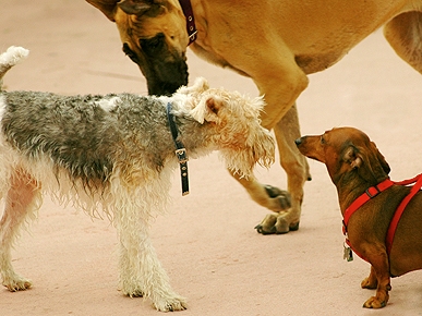 Petiquette: Should You Let Your Pooch Sniff Other Dogs?