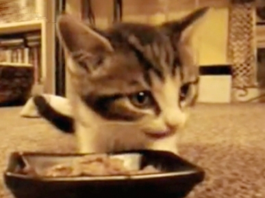 Wednesday's Funny Video: Kitty Food Critic Says 'Yum, Yum, Yum'