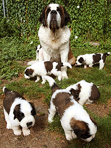 Cuddle Pile! Hera the Saint Bernard Welcomes 9 Puppies