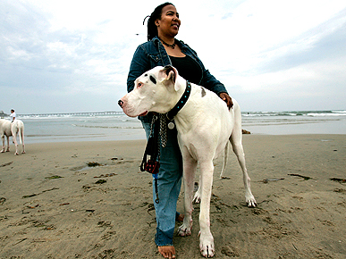 Big Contender! Great Dane Could Nab Title of World's Tallest Dog