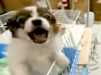 Tuesday's Funny Video: Puppy Sounds Like a Baby!