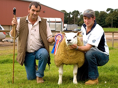 Shear Madness: World's Most Expensive Sheep Sells for Nearly $400,000