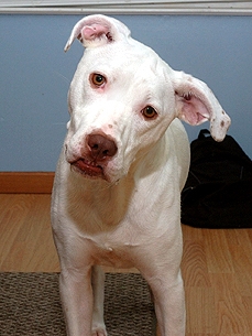 Adopt Me! Bianca's a Survivor in Need of a Soft Touch