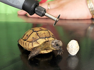 DIY Power Tool Saves Tiny Tortoise's Life