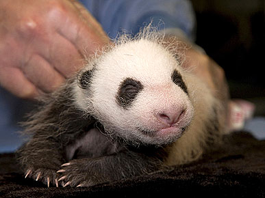 It's a Boy! Baby Panda Gets First Vet Exam