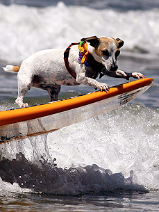 Surf's Up! 5 Tips for Teaching Your Pooch to Hang 20