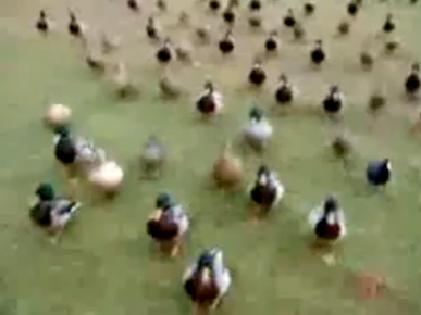 Friday's Funny Video: March of the Ducks!