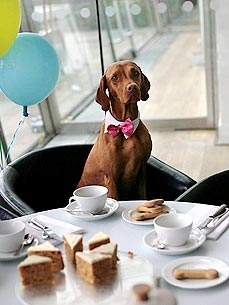 It's Party Time! 5 Tips for Throwing a Doggie Bash to Bark About