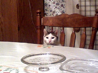 What Is This Focused Feline Saying?