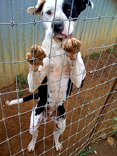 Adopt Me! Spotty Dottie Wants to Lick Your Face