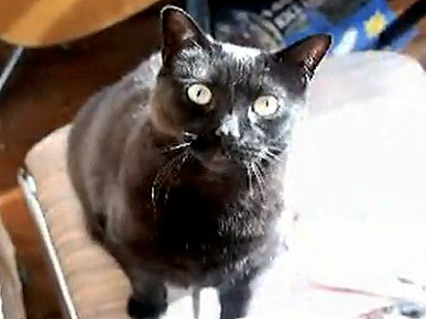 Tuesday's Funny Video: Another Begging Kitty!