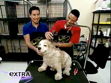 Mario's Great Puppy Hunt Poll: Who Grooms Your Dog?