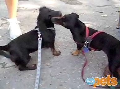 Confessions of ... a Newly Minted Dachmaniac!