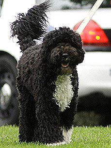 Happy Birthday, Bo!: The First Dog Turns 1!