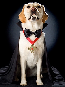 Hallow-WOW! 5 Tips for Photographing Your Pet in Costume