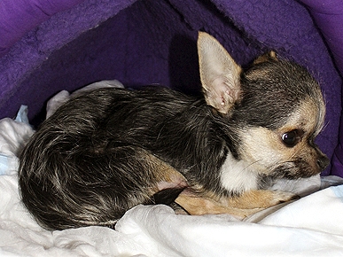Jonah the Blind Puppy Undergoes Life-Saving Surgery