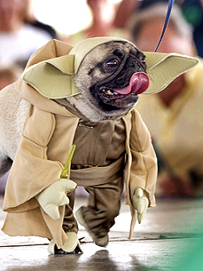 What Not to Wear: Yoda Is Most-Searched Dog Costume!