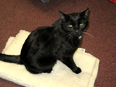 'Hallo' Again, Max! Cat Reunited with Family that Moved to Germany