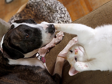 The Water Bowl: Pit Bull Is Siamese Cat's BFF; Plus, Lady Gaga Music Video Dog Found Dead