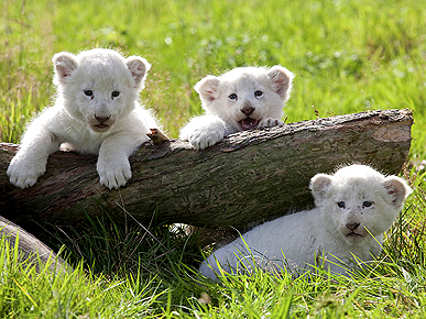 3 P's Add Up to Cute! Meet Lion Cubs Portia, Phoebe and Pandora
