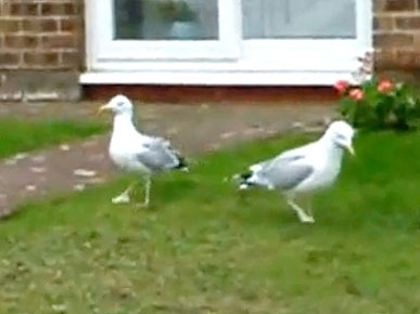 Friday's Funny Video: Crazy Dancing Seagulls!