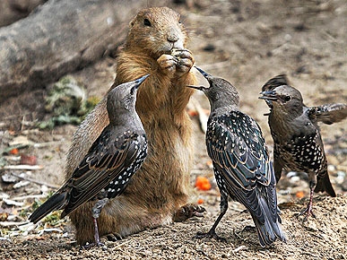 Fun Photo: Chipmunk Says, 'Back Off Birdies!'