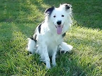 Monday's Funny Video: Paige the Dog's Amazing Tricks!