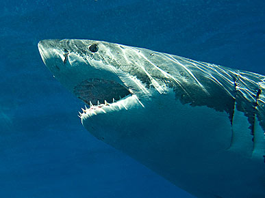 The Water Bowl: 20-Foot-Long Shark "Monster" Terrorizes Aussie Coast; Plus, 53 Stolen Goats!